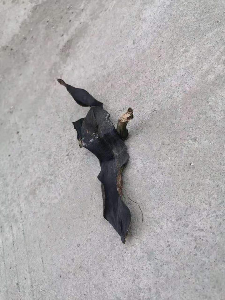 အျပင္ထြက္လမ္းေလွ်ာက္
တ႐ုတ္ျပည္🦇လင္းနို႔ထင္ေနတာ လန႔္လိုက္တာ
အနီးၾကည့္မွငွက္ေပ်ာသီးခြံျဖစ္ေနတာ 😒